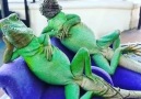 Meet the worlds most relaxed lizards