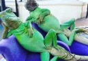 Meet the worlds most relaxed lizards -O -O