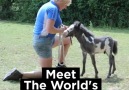 Meet The World's Smallest Horse