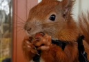 Meet Tintin the rescue squirrel who thinks he&a puppy.