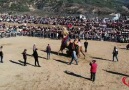 Mehmet Erol - BUHARKENT DEVE GÜREŞİ FESTİVALİMİZ MUHTEŞEMDİ..
