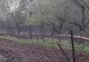 Mehmet Koçan - Hay masallah yagmur basladi