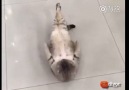 Mekik çekmeye çalışan sevimli kedi