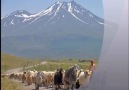 MELEME KOYUNUM VAZGEÇ KUZUNDAN