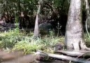 Mentes Curiosas - Un pequeo reptil.