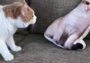 Meong Fans - Video Kucing Lucu Banget Bikin Ketawa Ngakak Abis Terbaru Facebook