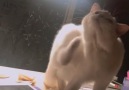 Meow Meow Cats - I sneezed
