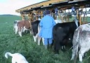 Merada sağım ve yemlemeBEĞEN Tarım Ve Hayvancılık BEĞEN