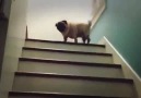 Merdiven Kullanımına Yeni Boyut Kazandıran Köpek