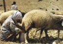 MERHUM MUTTALİP ŞİMŞEK @ BURDUR TEKE YÖRÜK CURASI TÜRKÜLERi