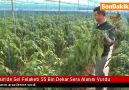 Mersin (Adanalıoğlu) - Sel Felaketi