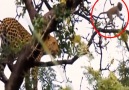 Me - Spectacular chasing and catching prey of the leopard on the tree. Facebook