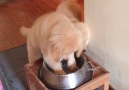 Messy Dog With Waterbowl