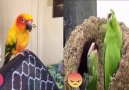 Metal birb vs Club birb