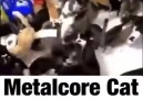Metalcore Cat