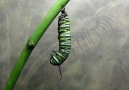MetamorfozFrontYardVideo aracılığıyla