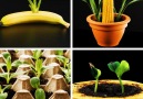 MetDaan - Seeds the day and go replant these 12 fruit hacks Facebook