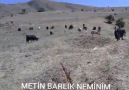 Metin BARLIK...Neminim