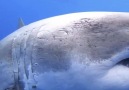 6 metrelik büyük beyaz köpek balığı - Dünyadan Haberler ve Makaleler