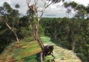 35 metre Yüksekliğe Ağaçtan Ev Yapan YerlilerBelgeselci