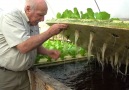 m hnh Aquaponics t m hnh gia nh n trang tri