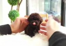 Micro chocolate poodle.