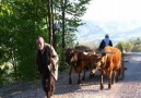 MIHEMEDE CANŞA EZ NE XEZALIM HERME ÇOLE JI TERE LAWIKOSİPAR...