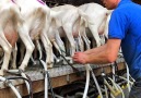 Milking Goats - Goat Farm in Holland