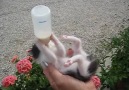 Milk Kitty..