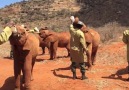 Milk Time for the Voi Elephants