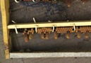 Miller metodu ana arı üretim tekniği