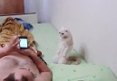 Milli marşı duyunca saygı duruşuna geçen kedi