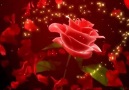 Million Scarlet Roses