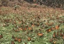 Millions of Butterflies