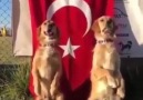 Milliyetçi Bozkurtlar - VATANSIZ KÖPEKLER İZLESİN VE DERS ALSIN. Facebook