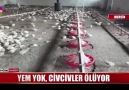 2 milyon civciv açlıktan öldü