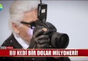 200 milyon dolarlık kedi...