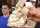 83 milyon yıllık antilop kafatası evrim geçirmedim diyor.