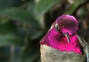 Mind-Blowing Up Close Shot of a Hummingbirds Feathers!