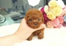 Miniature Bear Dog