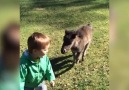 Miniature Pony Loves To Play With Boy