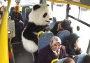 Minibüste Panda Gören Masum Teyzeler!