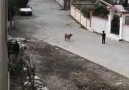 Minik Çocuğun Köpekle Bakışması ve Sonrası