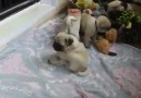 Minik Irklar Dünyası - PUG Yavruları Facebook