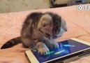 Minik kedi ve cep telefonu :)