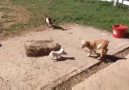 Minik köpeğin 2 yavru keçiyle sevimli oyunu