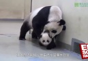 Minik Panda Yuan Zai büyüdü etrafı keşfe çıktı