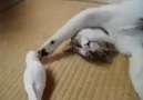Minnoş Kediler - Kediyi Uyutmayan Kuş Facebook
