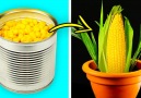 5-Minute Crafts - Brilliant hacks for your garden that...