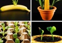 5-Minute Crafts - Easy growing plant hacks for your inner gardener Facebook